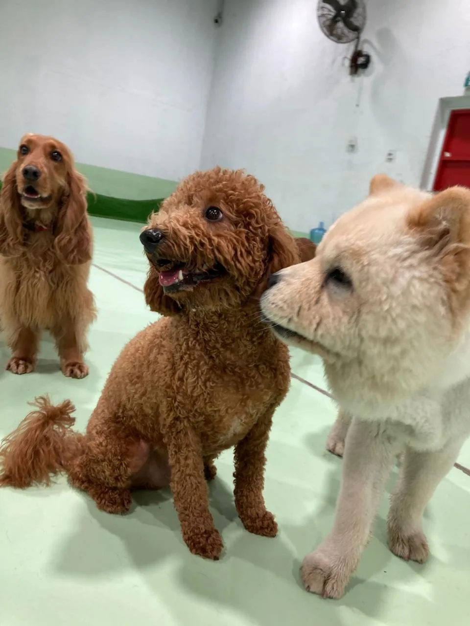 Poodles greeting each other indoors