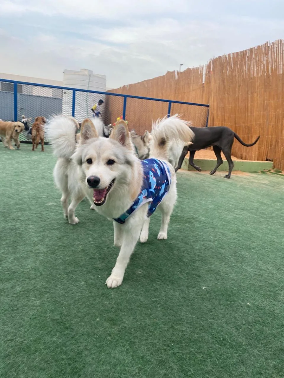A fluffy white dog in a shark bandana on the turf