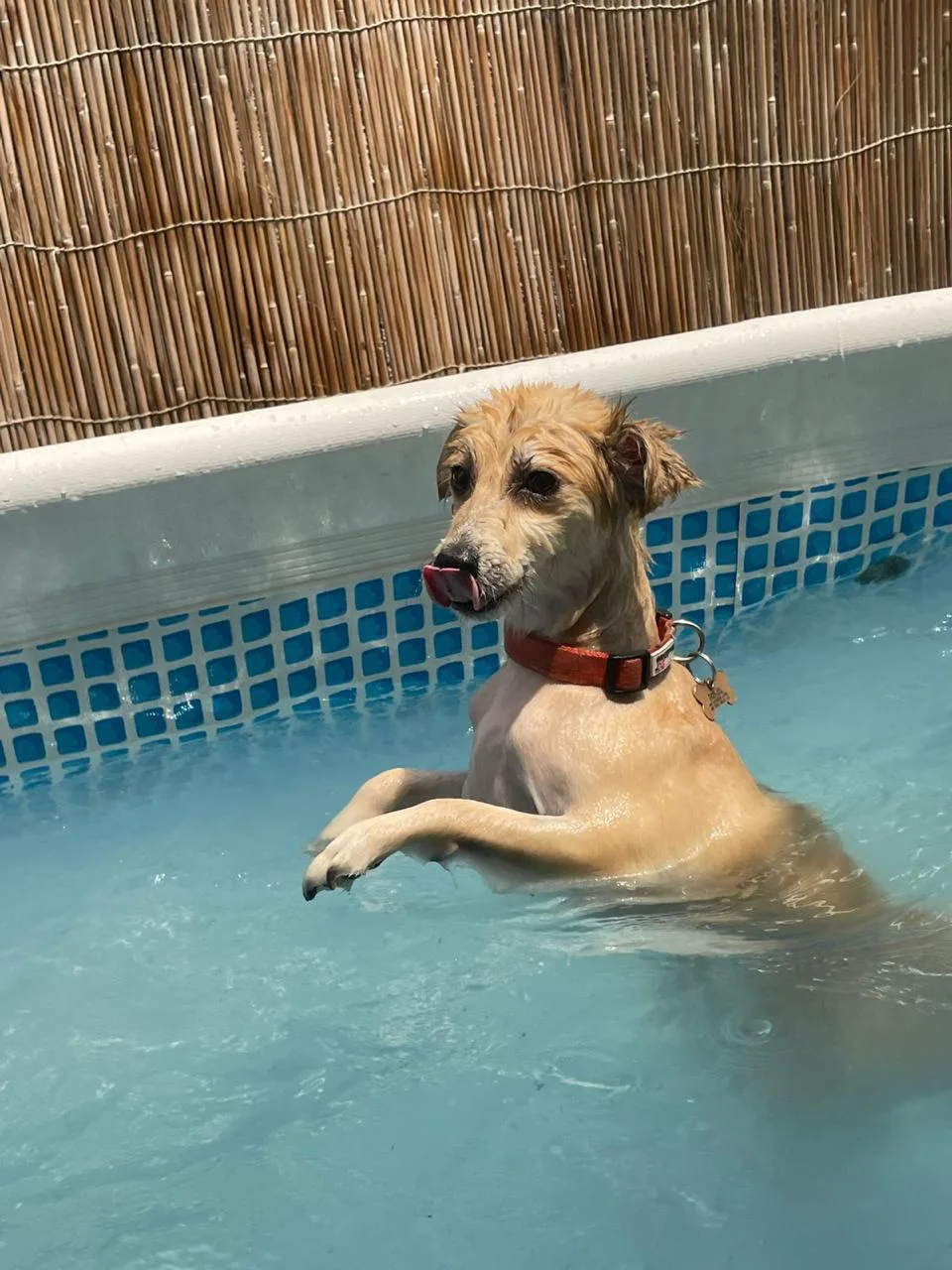 A dog cooling off in the swimming pool