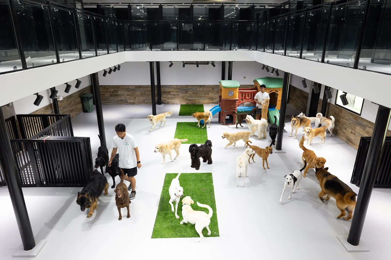 Wide view of Dogwalk's double-height play hall full of dogs