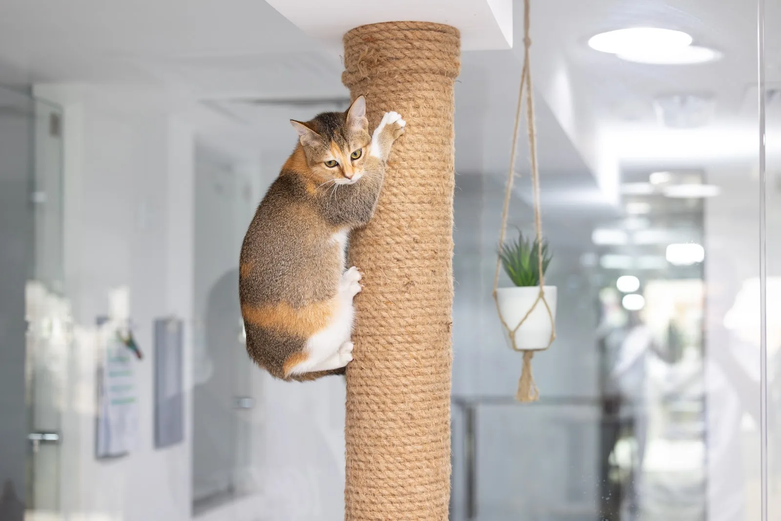 A cat climbing a rope scratching post in a bright room