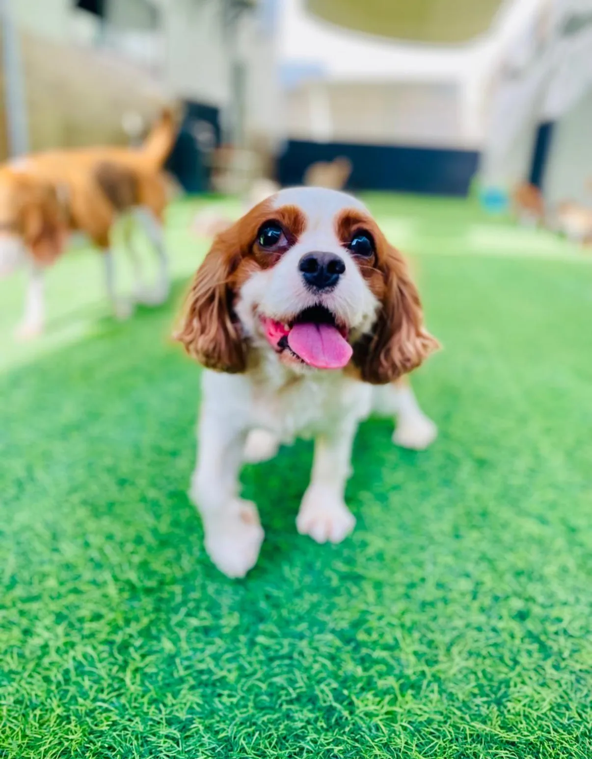 A happy Cavalier King Charles Spaniel on the play turf
