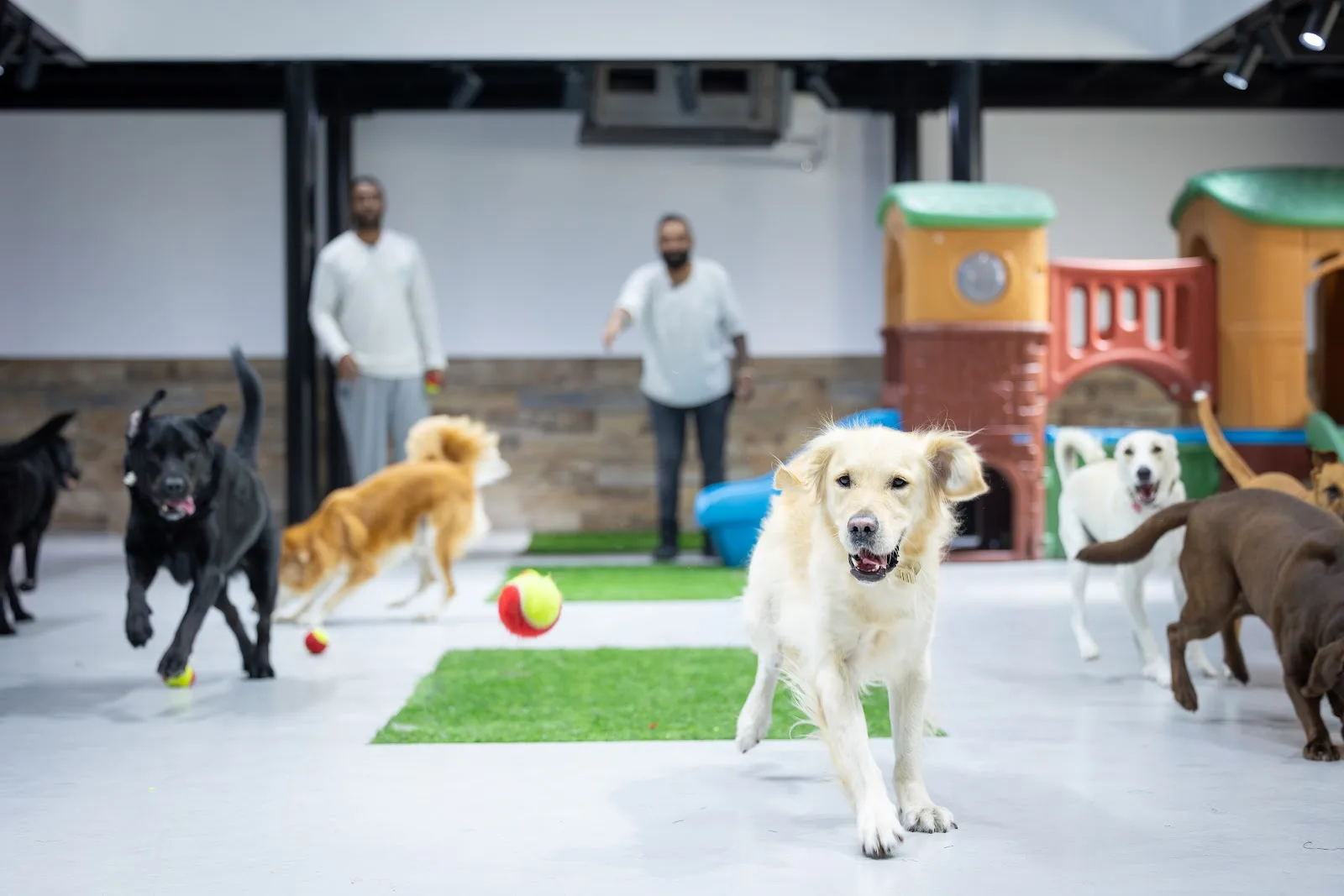 Dogs at play during daycare
