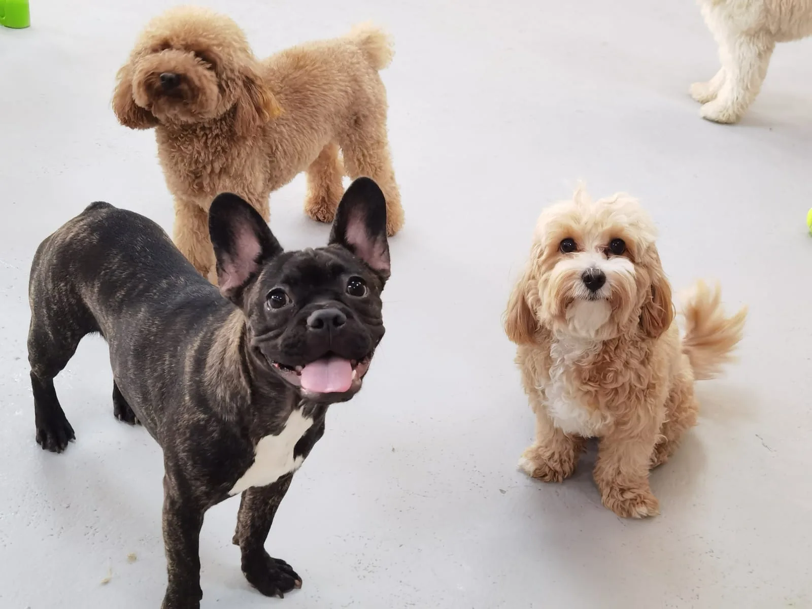 A French bulldog, poodle and cavapoo together on the play floor