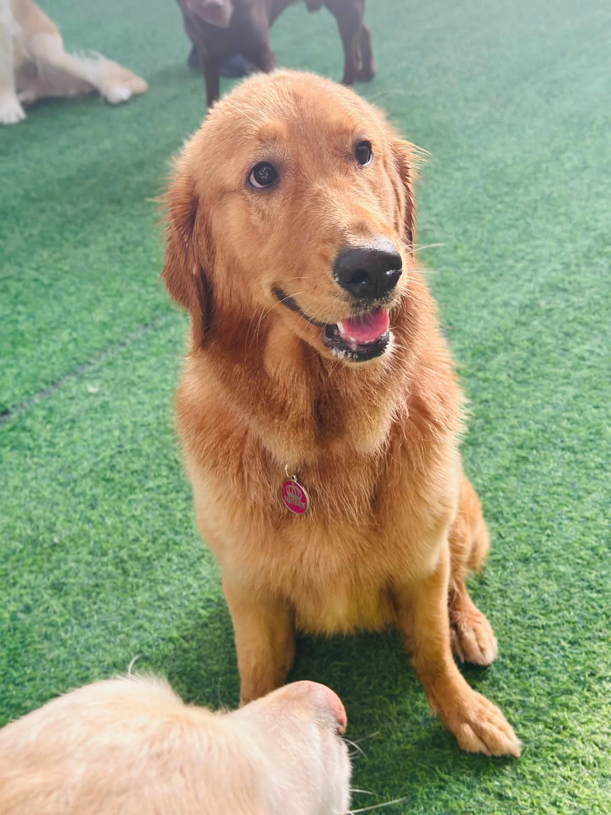 A red golden retriever sitting and smiling on the turf