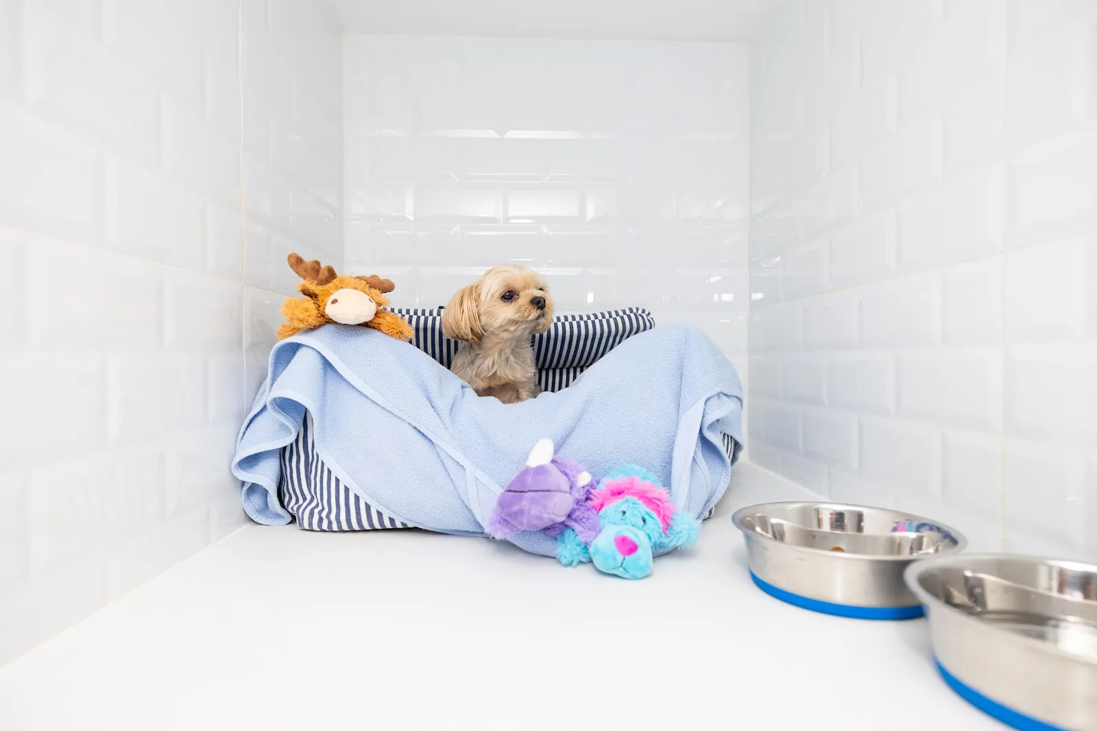 A freshly groomed small dog wrapped in a towel with toys