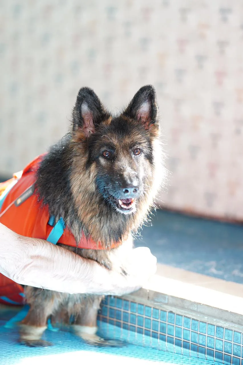 A senior German Shepherd in a life vest in the pool