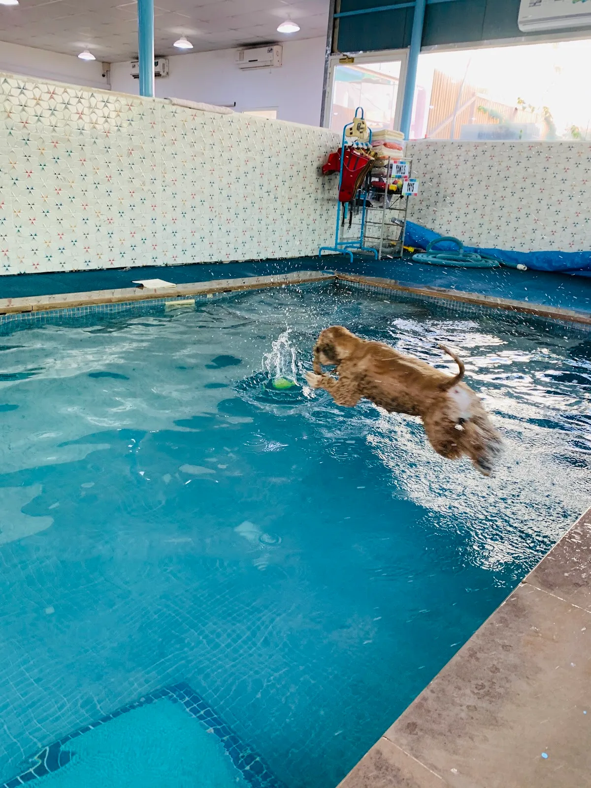 A dog leaping into Dogwalk's indoor swimming pool