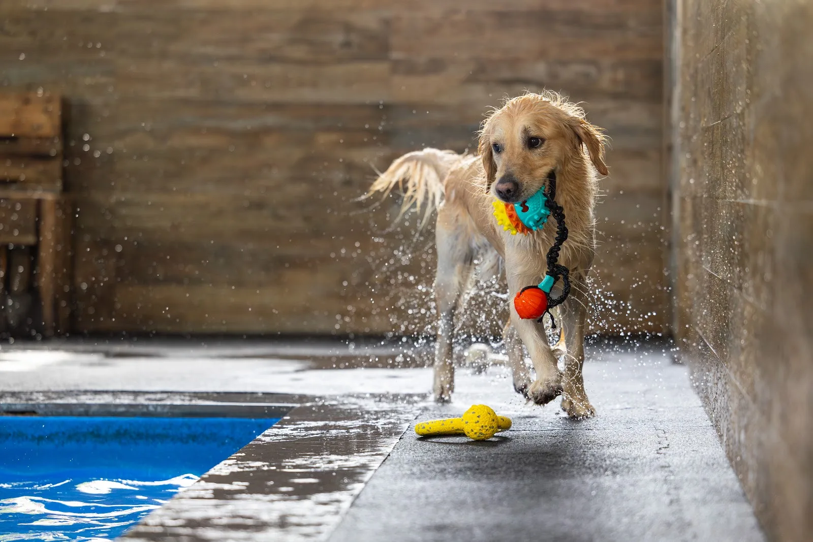 A wet golden retriever trotting along the poolside with a toy