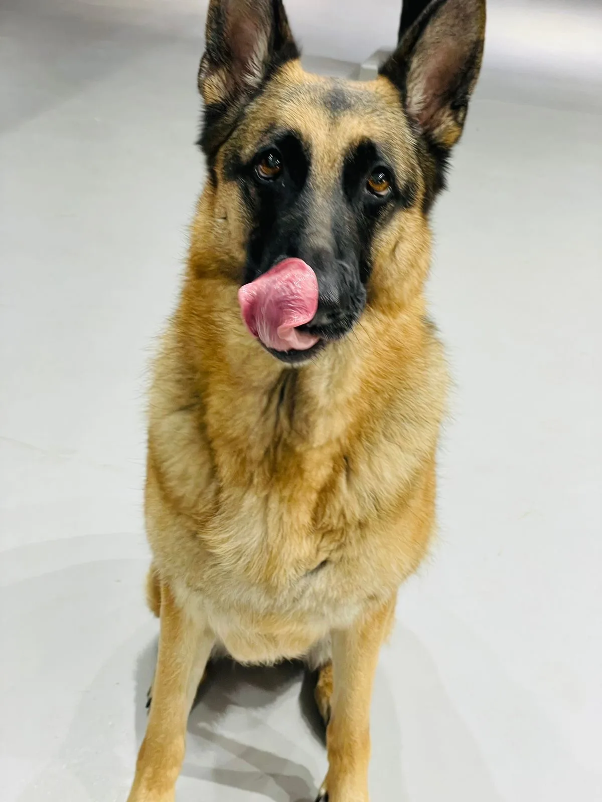 A German Shepherd licking its nose, sitting on the floor