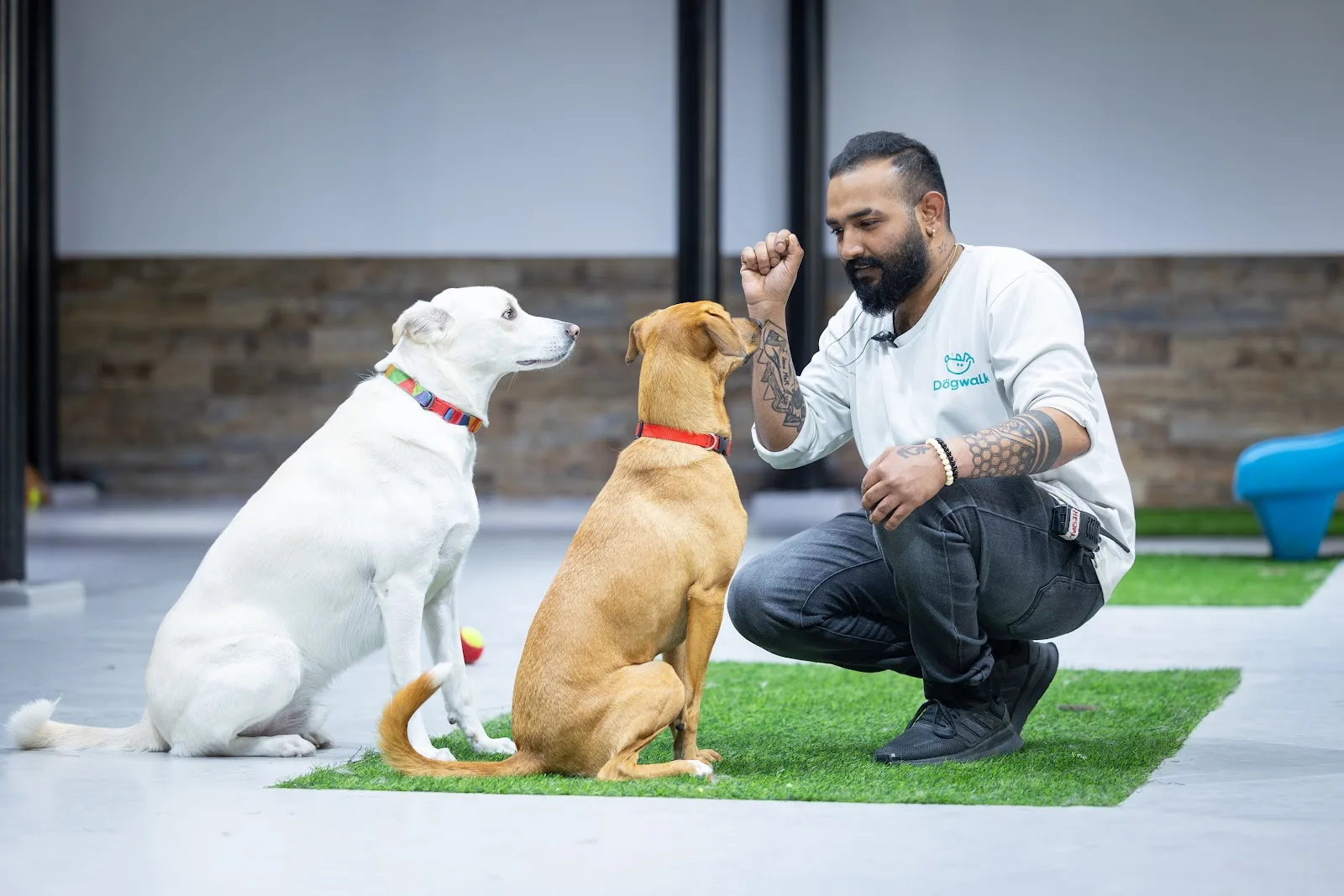 A trainer working with two dogs sitting attentively on the turf