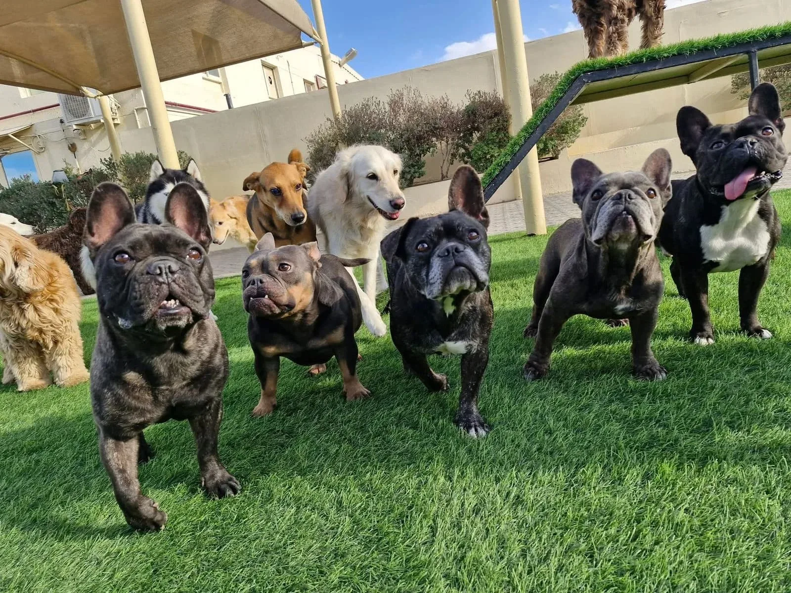 Group of dogs running across the grass play yard