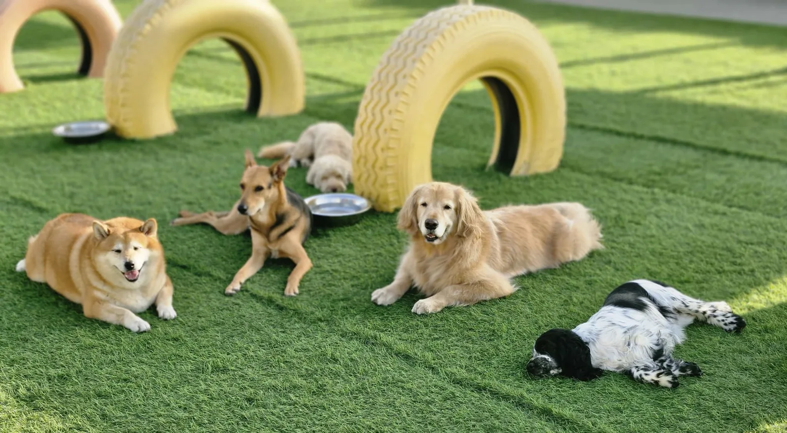 Dogs lounging on the grass beside yellow tyre play structures