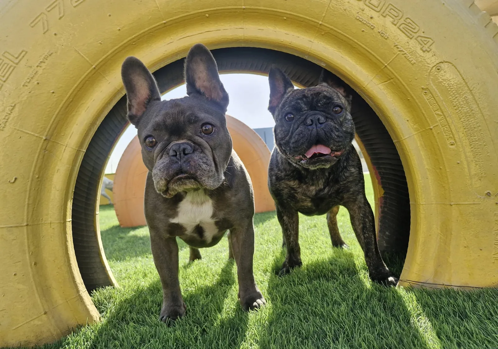 Two French Bulldogs playing inside a tyre tunnel