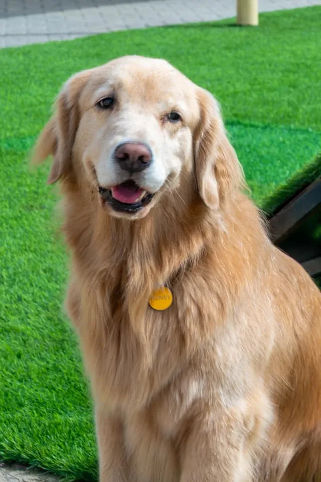 A golden retriever sitting calmly on the artificial grass