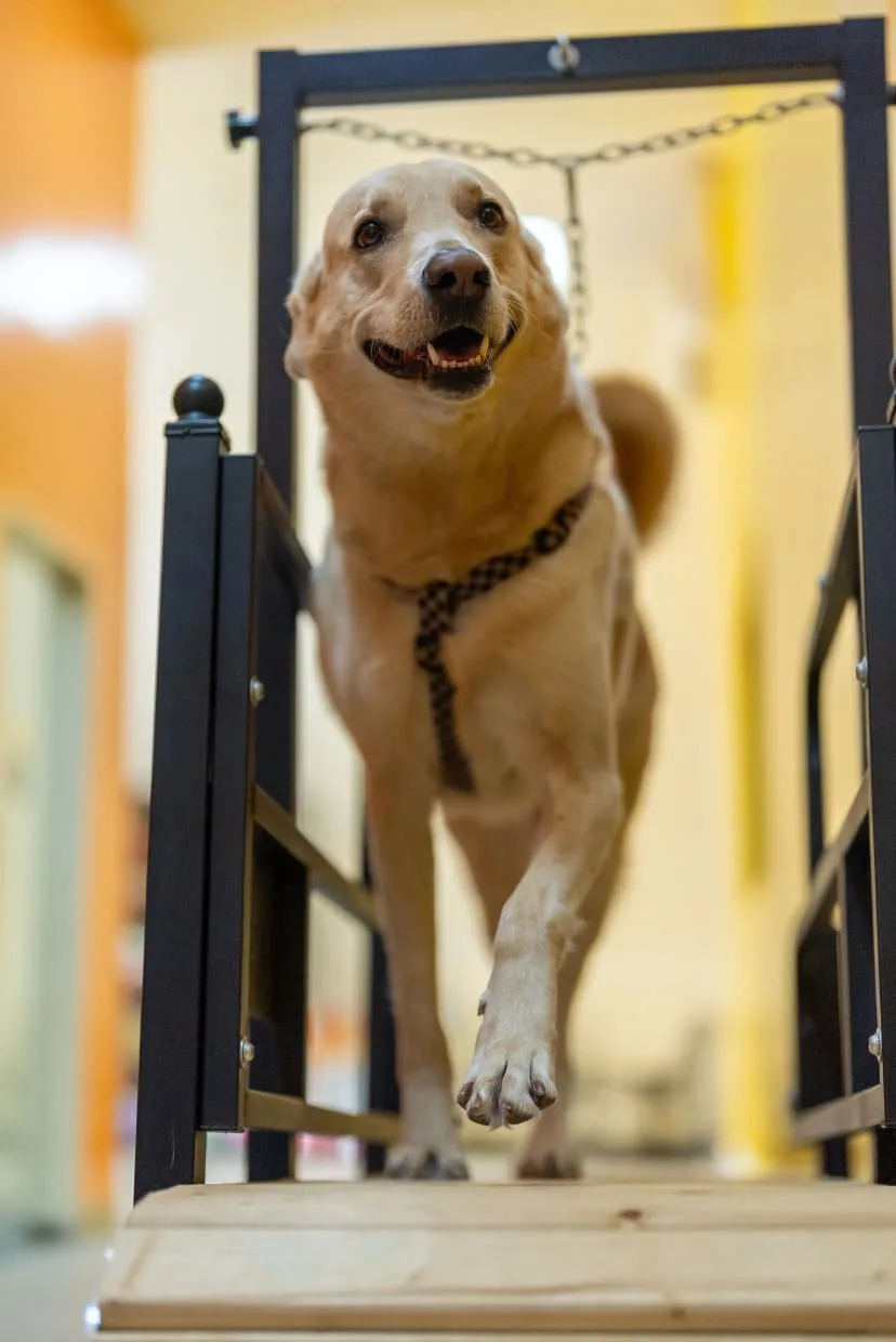 A dog exercising on a treadmill indoors
