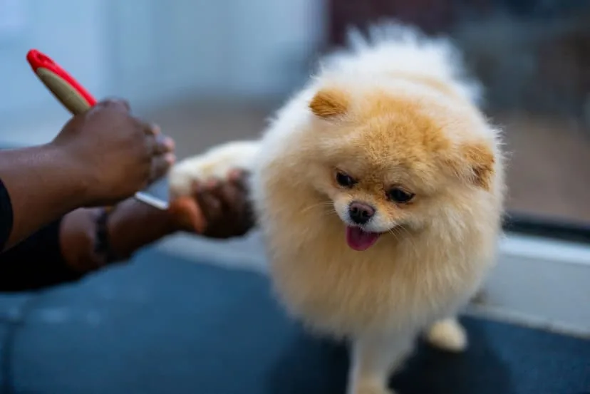 A Pomeranian being brushed and groomed