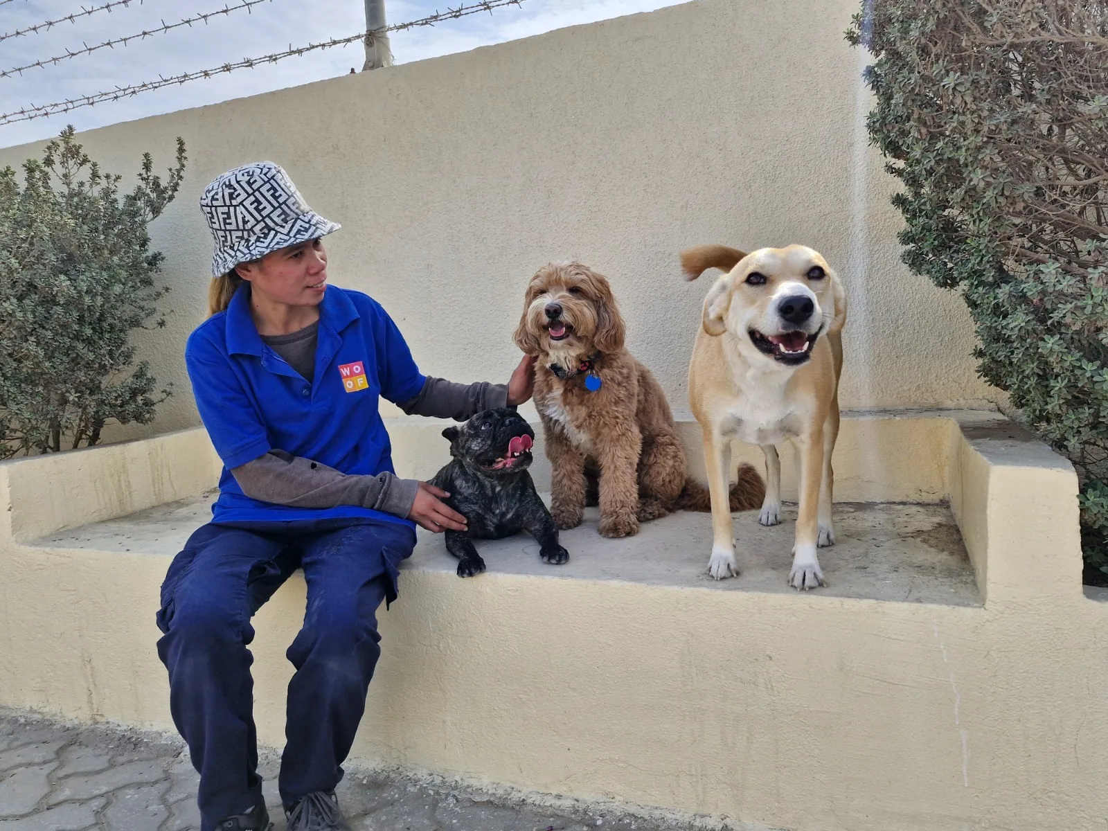 A Woof Pets Services team member sitting with three dogs