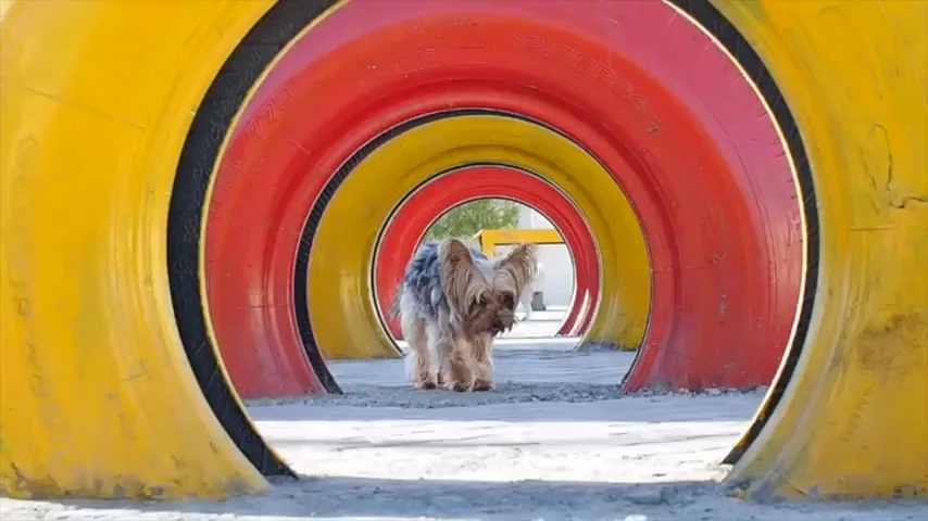A small Yorkshire Terrier walking through colourful tyre tunnels