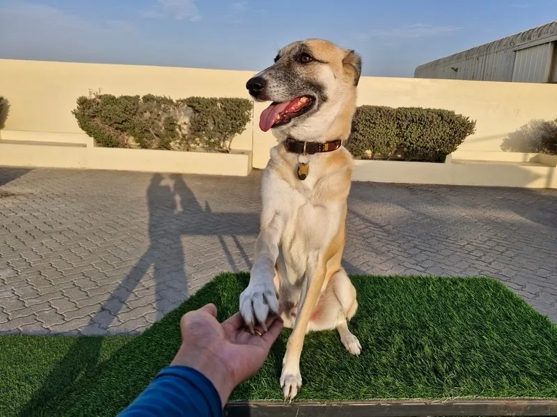 A dog giving its paw to a person's hand outdoors