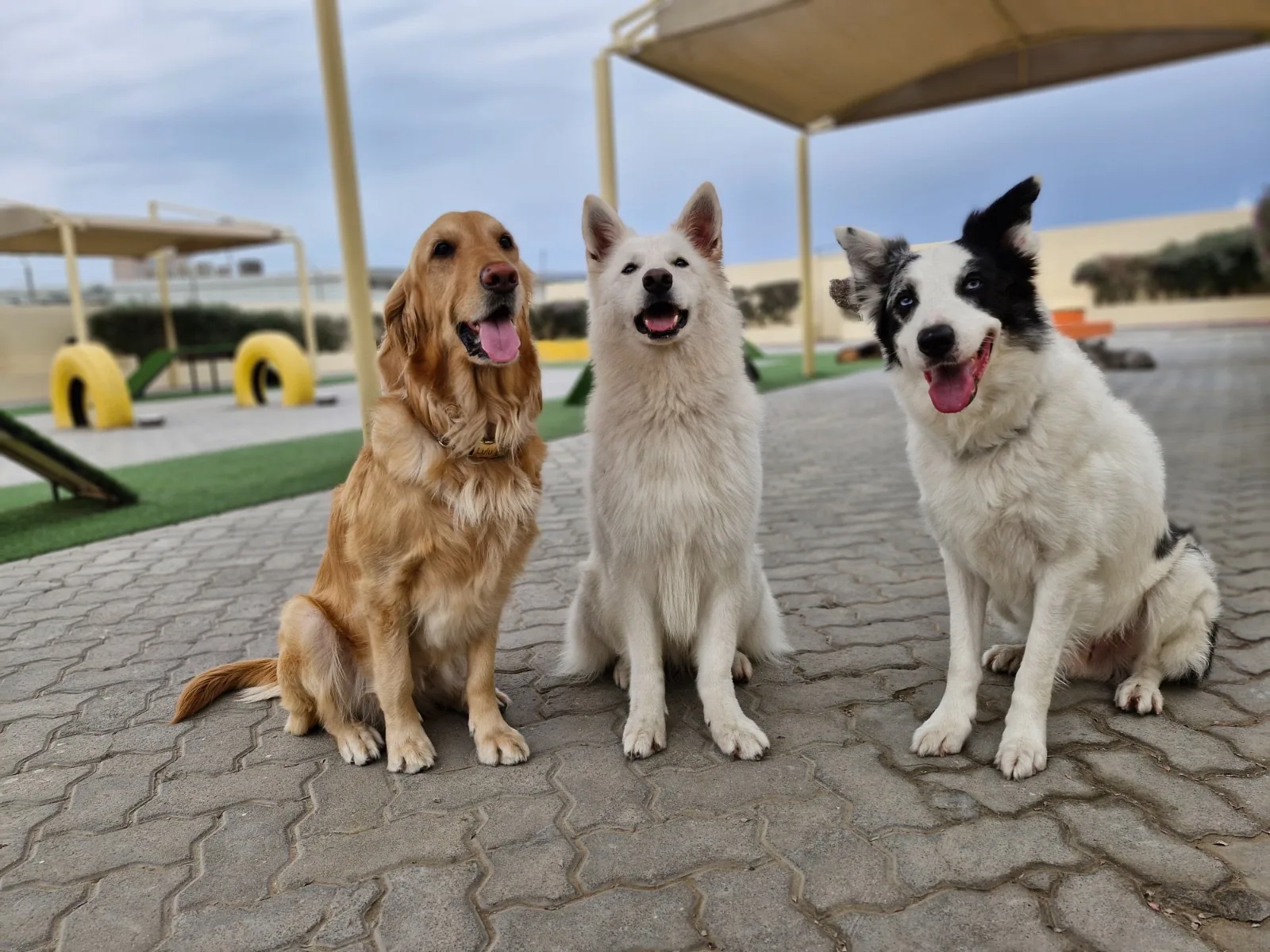 Three dogs sitting together outdoors, waiting attentively