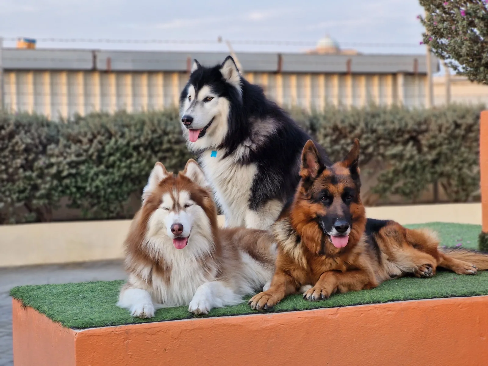 Two huskies and a German Shepherd resting together on a grass platform
