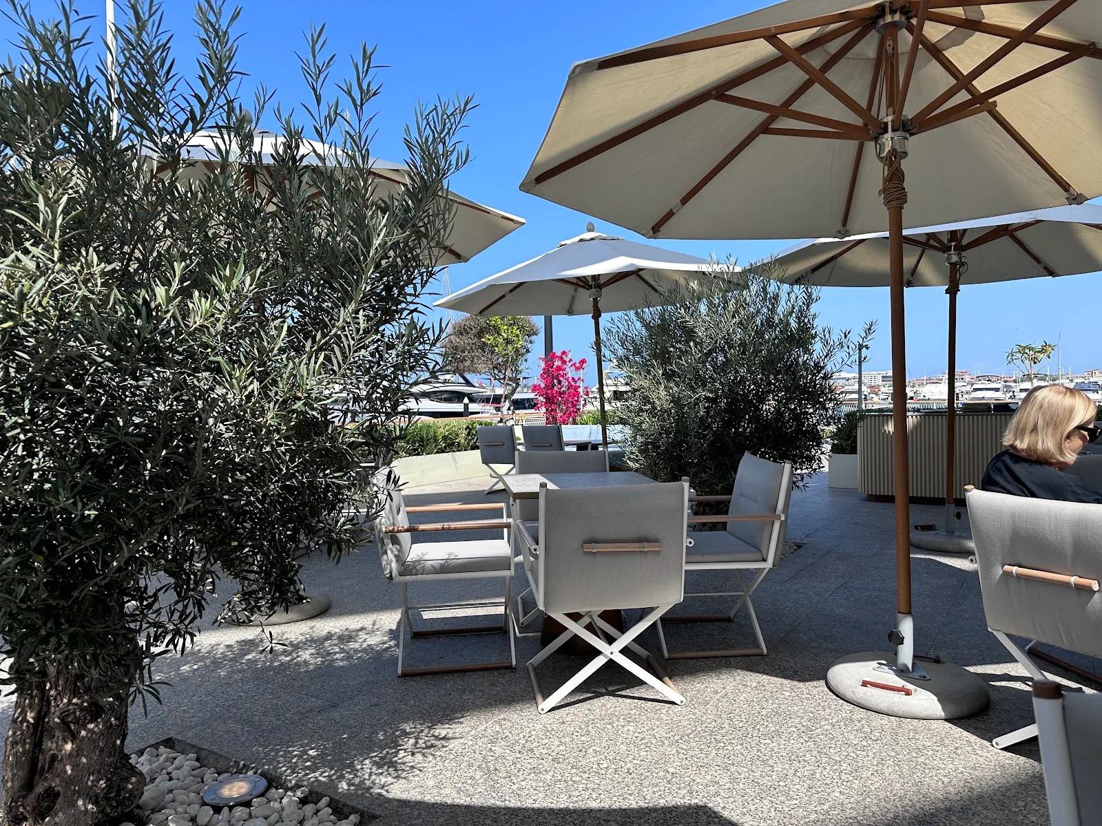 Olive trees and umbrellas on the Delizie terrace with the marina behind