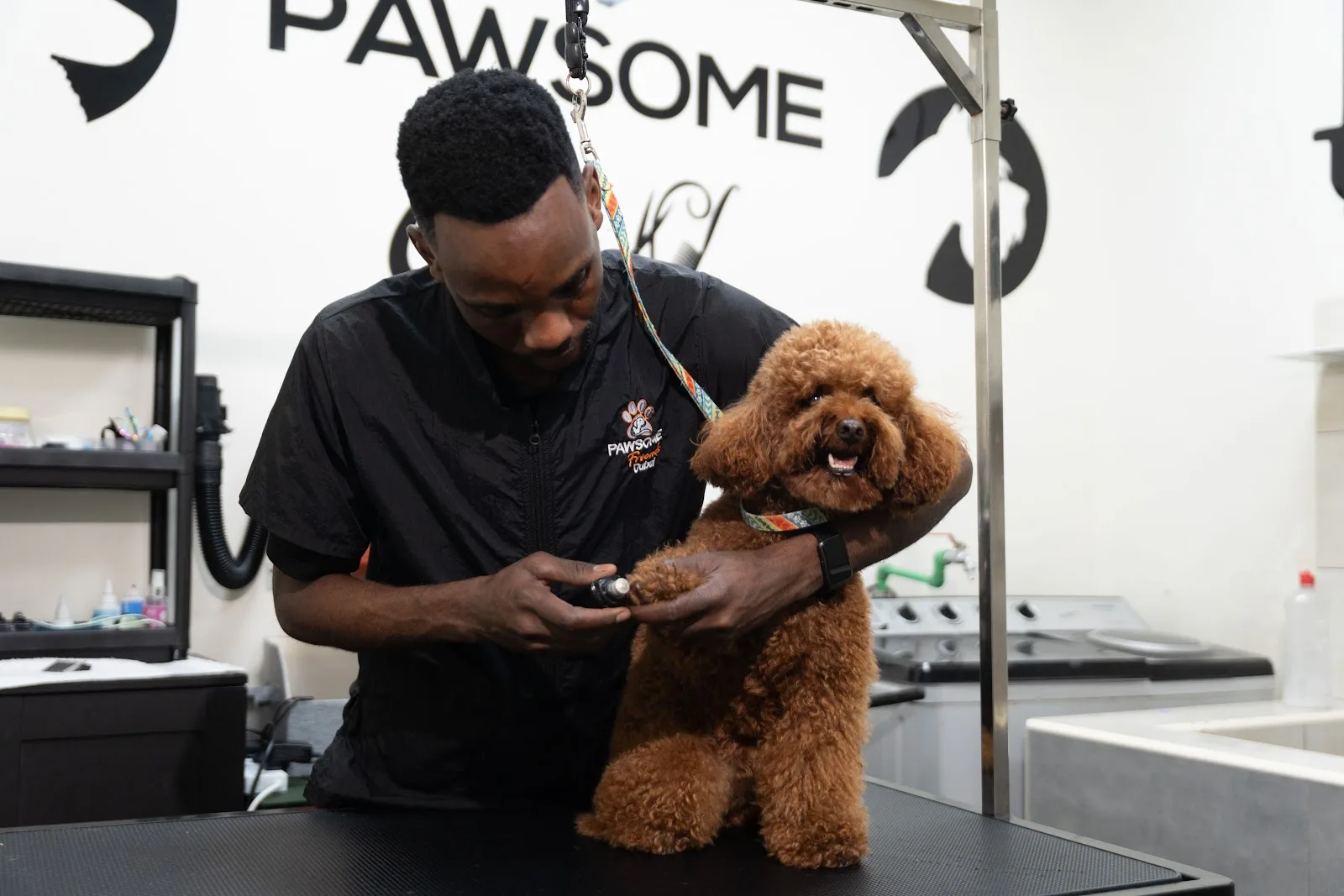 A groomer carefully grooming a brown poodle