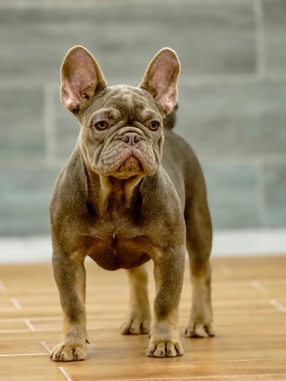 A lilac French Bulldog standing on the wood-look floor