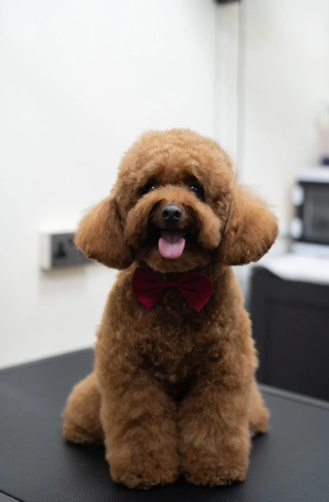 A freshly groomed poodle wearing a red bow tie