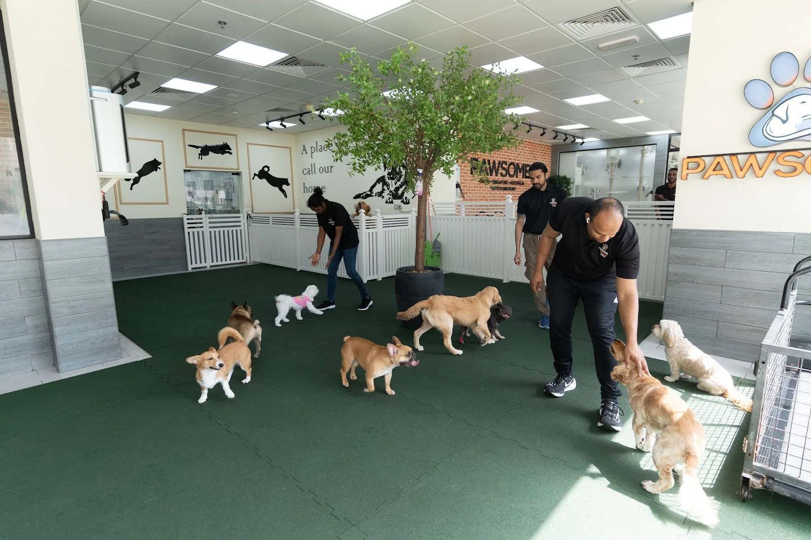 A group of dogs at play with staff in the bright Pawsome Friends day-care room