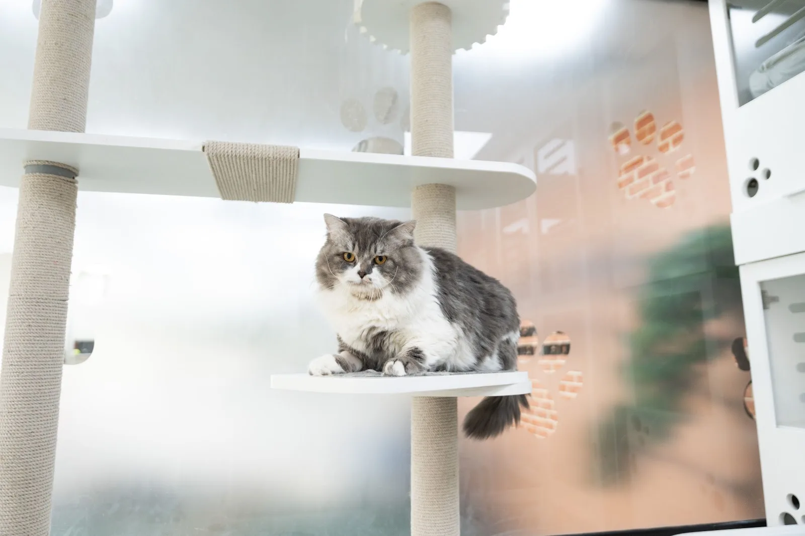 A fluffy cat resting on a cat-tree perch in the cattery