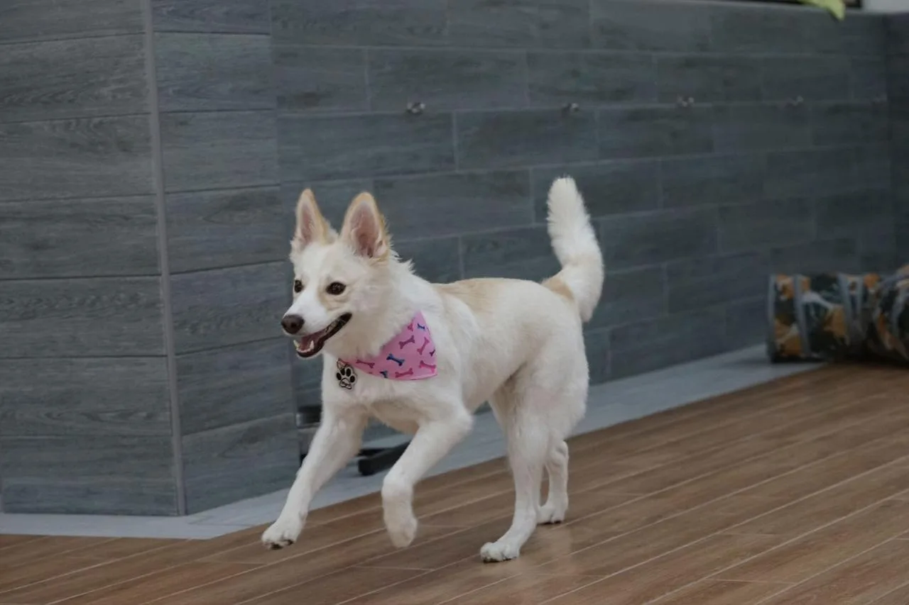 A white dog in a pink bandana running across the room