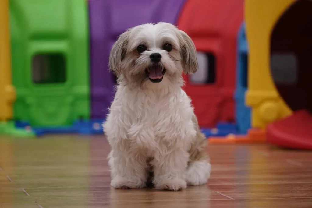 A happy groomed Shih Tzu sitting indoors