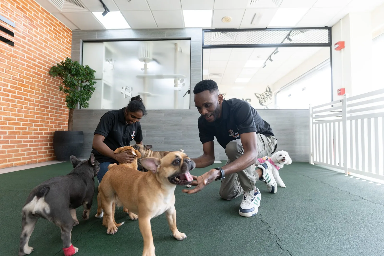 Two staff members playing with French Bulldogs on the turf