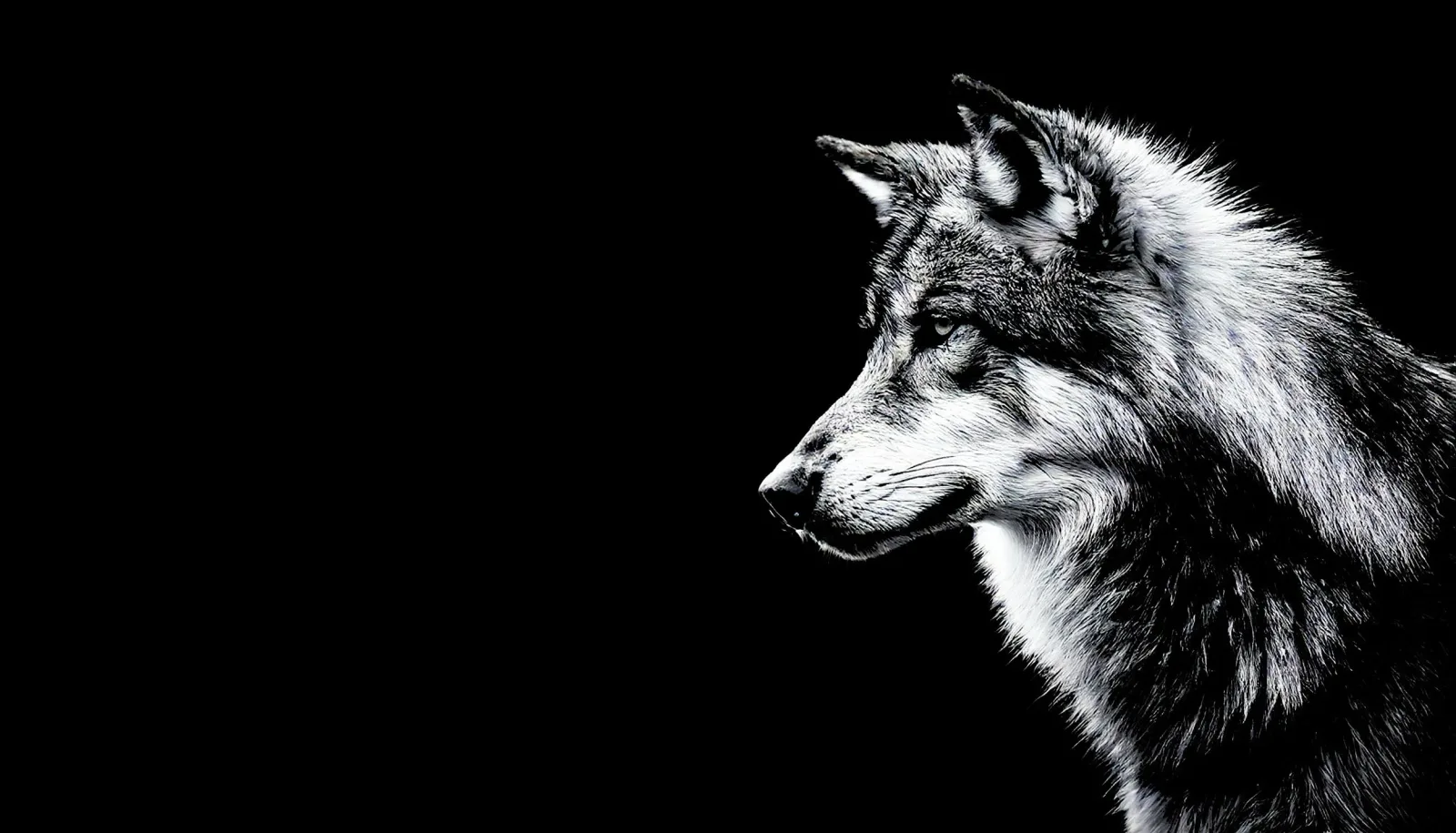 Monochrome portrait of a wolf — The Syndicate's pack emblem
