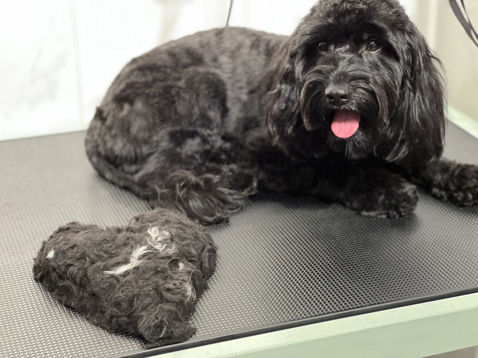 A black groomed dog beside a heart shaped piece of trimmed fur