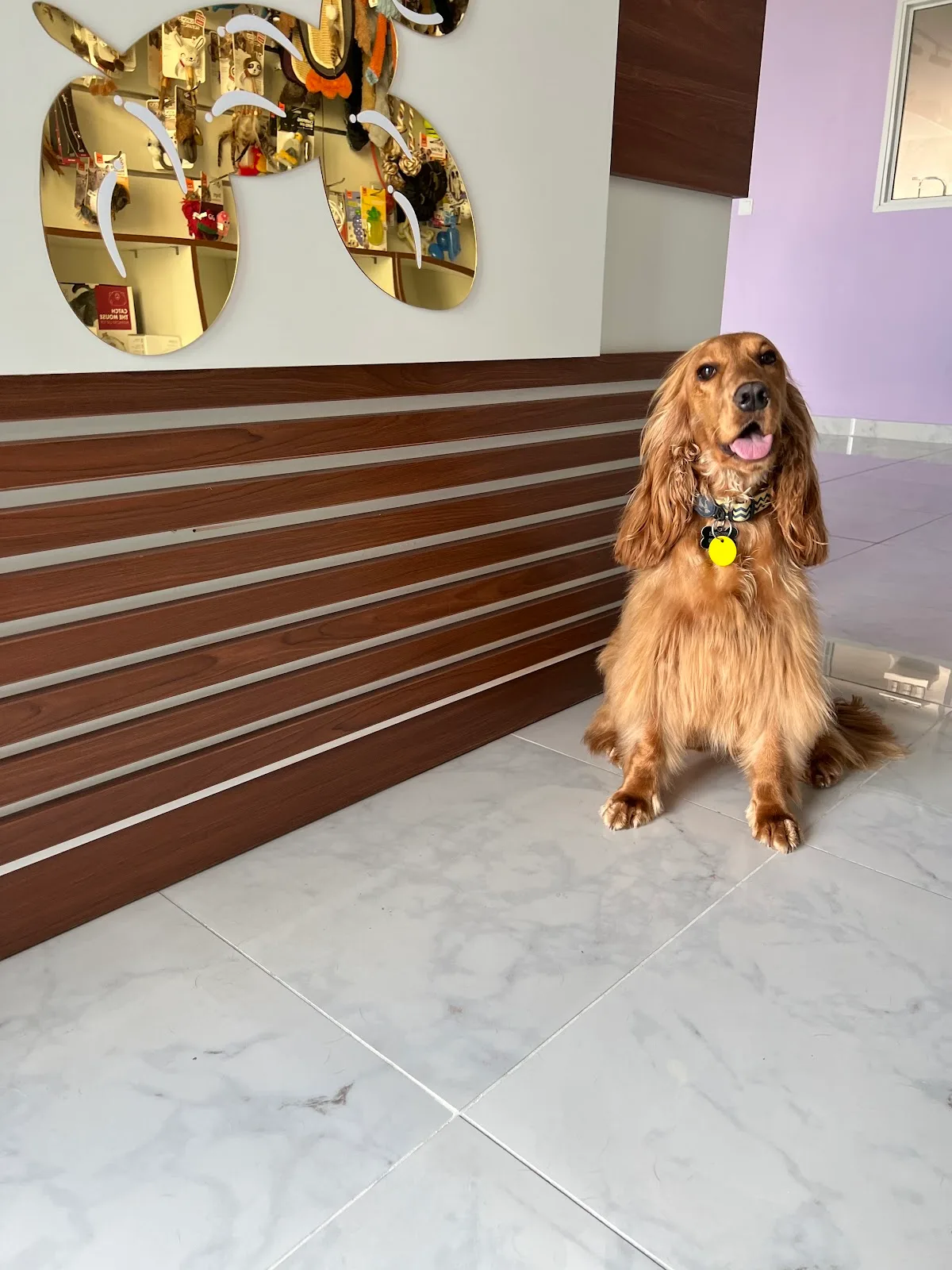 A cocker spaniel sitting at the Paw Celebration reception