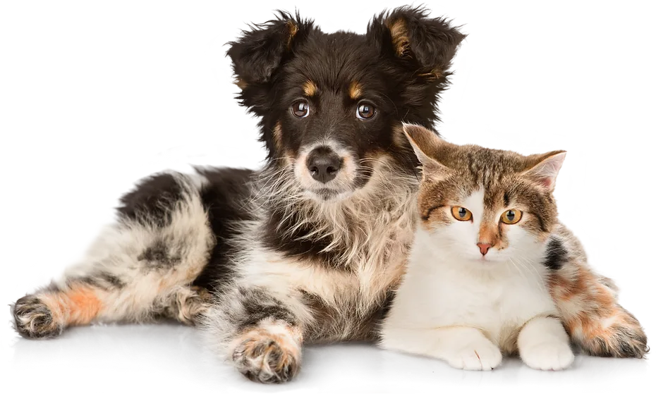 A dog and cat together
