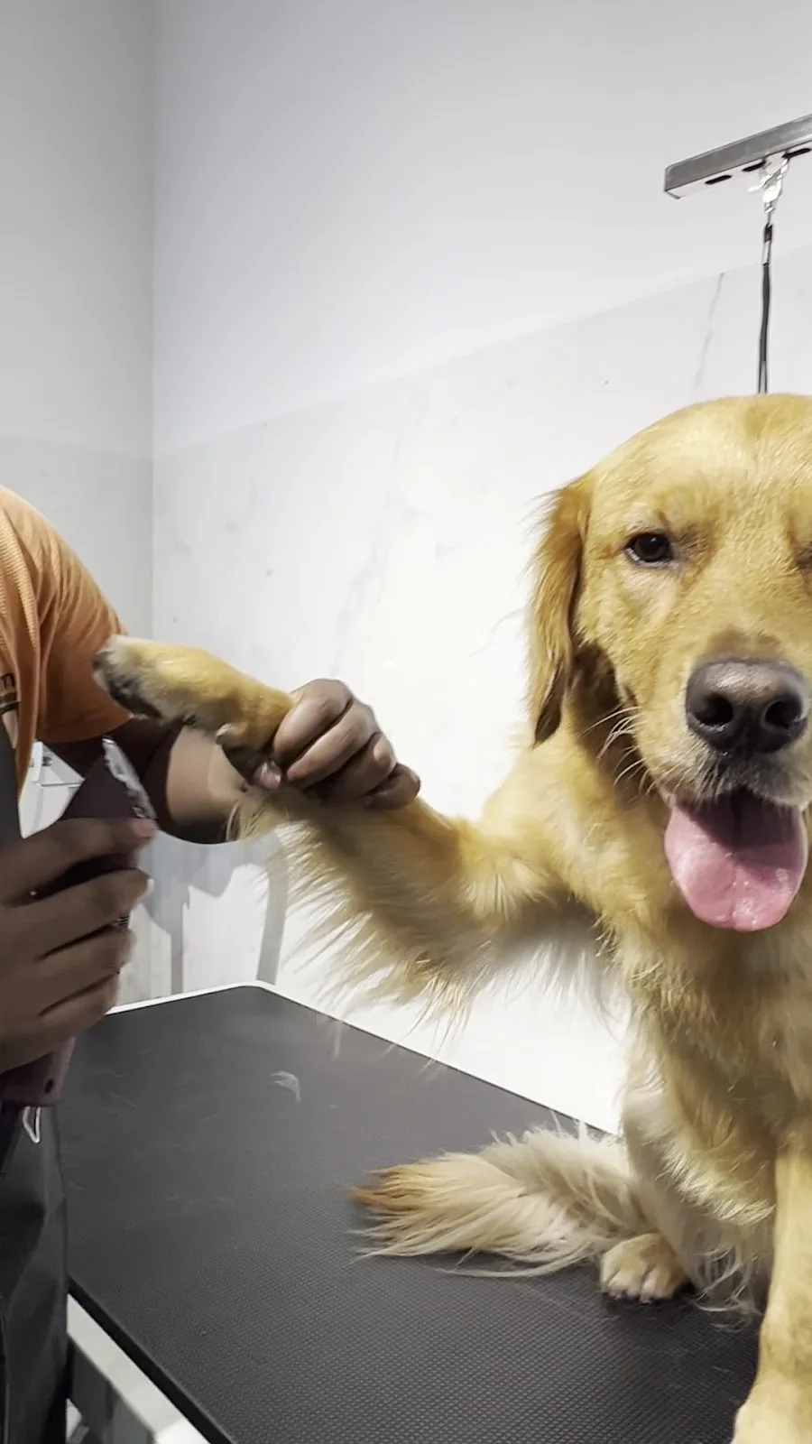A golden retriever giving a paw on the grooming table at Paw Celebration