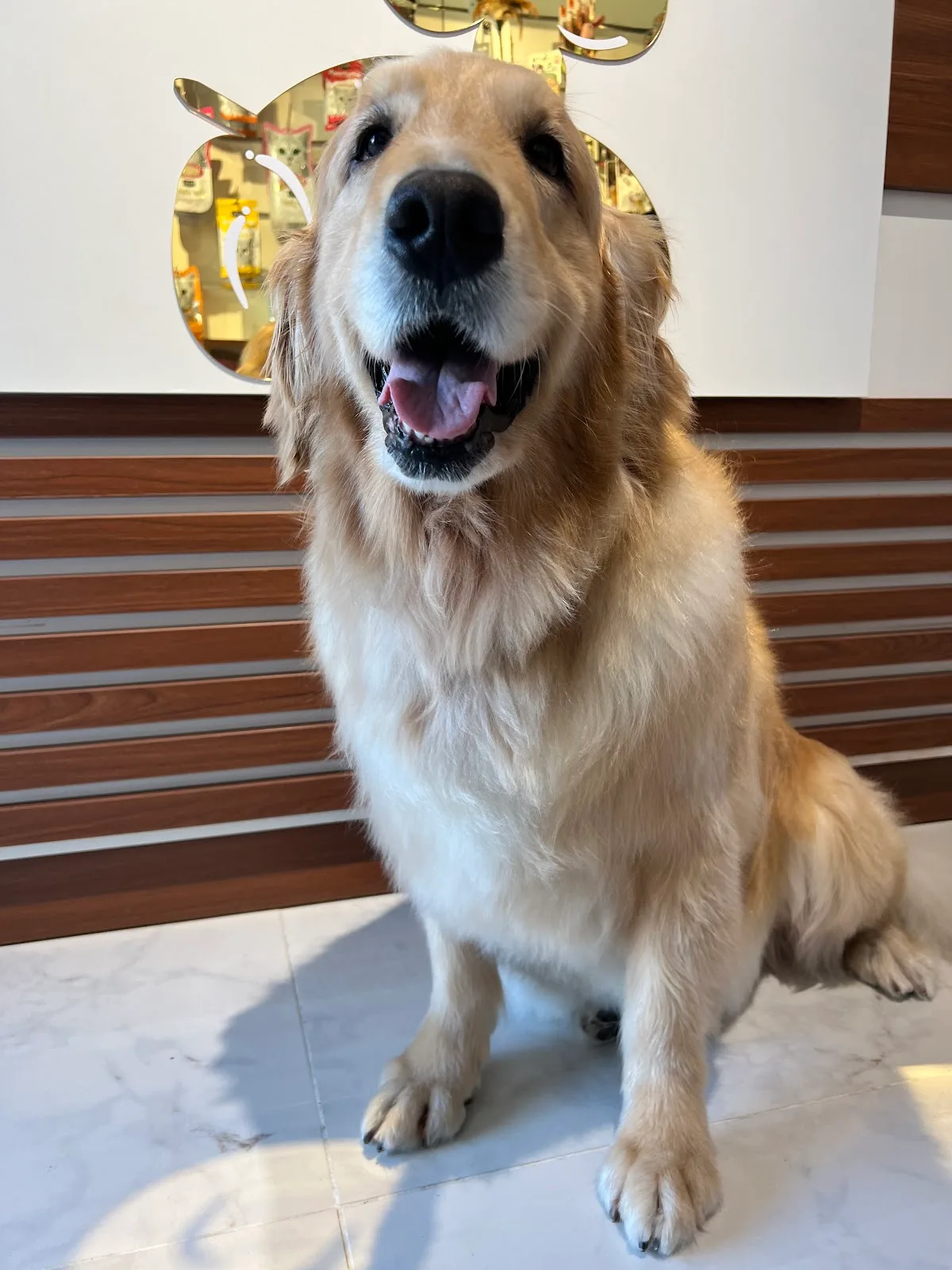 A happy golden retriever sitting in the Paw Celebration boutique after grooming