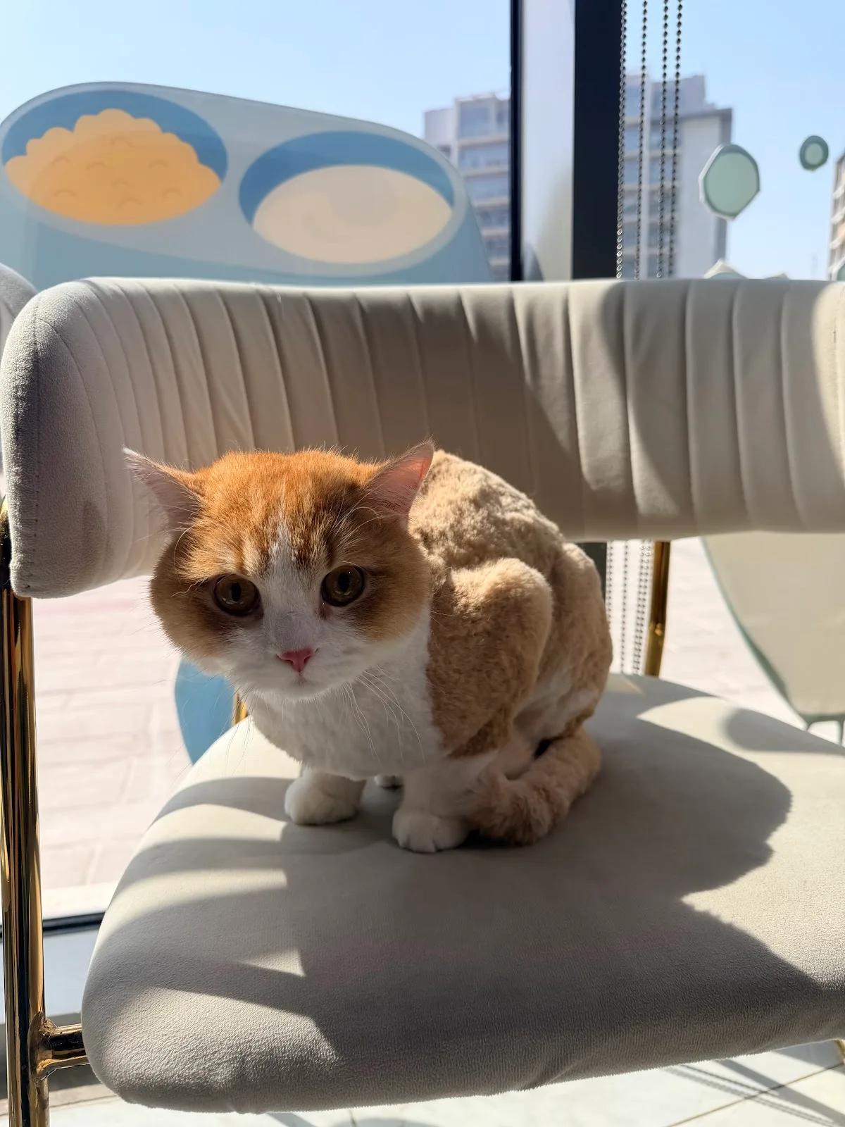 A ginger and white cat resting on a chair in the boutique