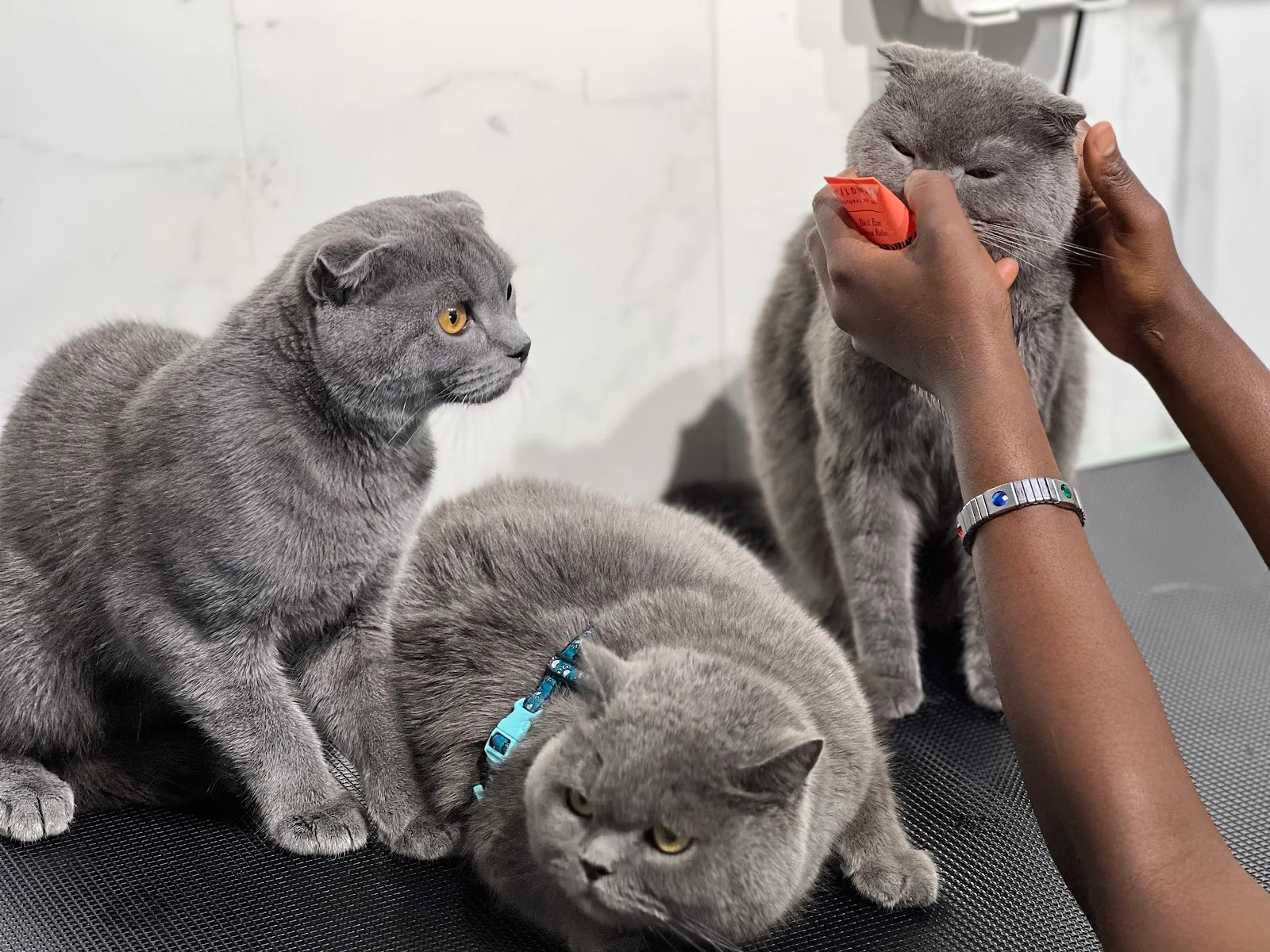 Three grey Scottish Fold cats being gently groomed