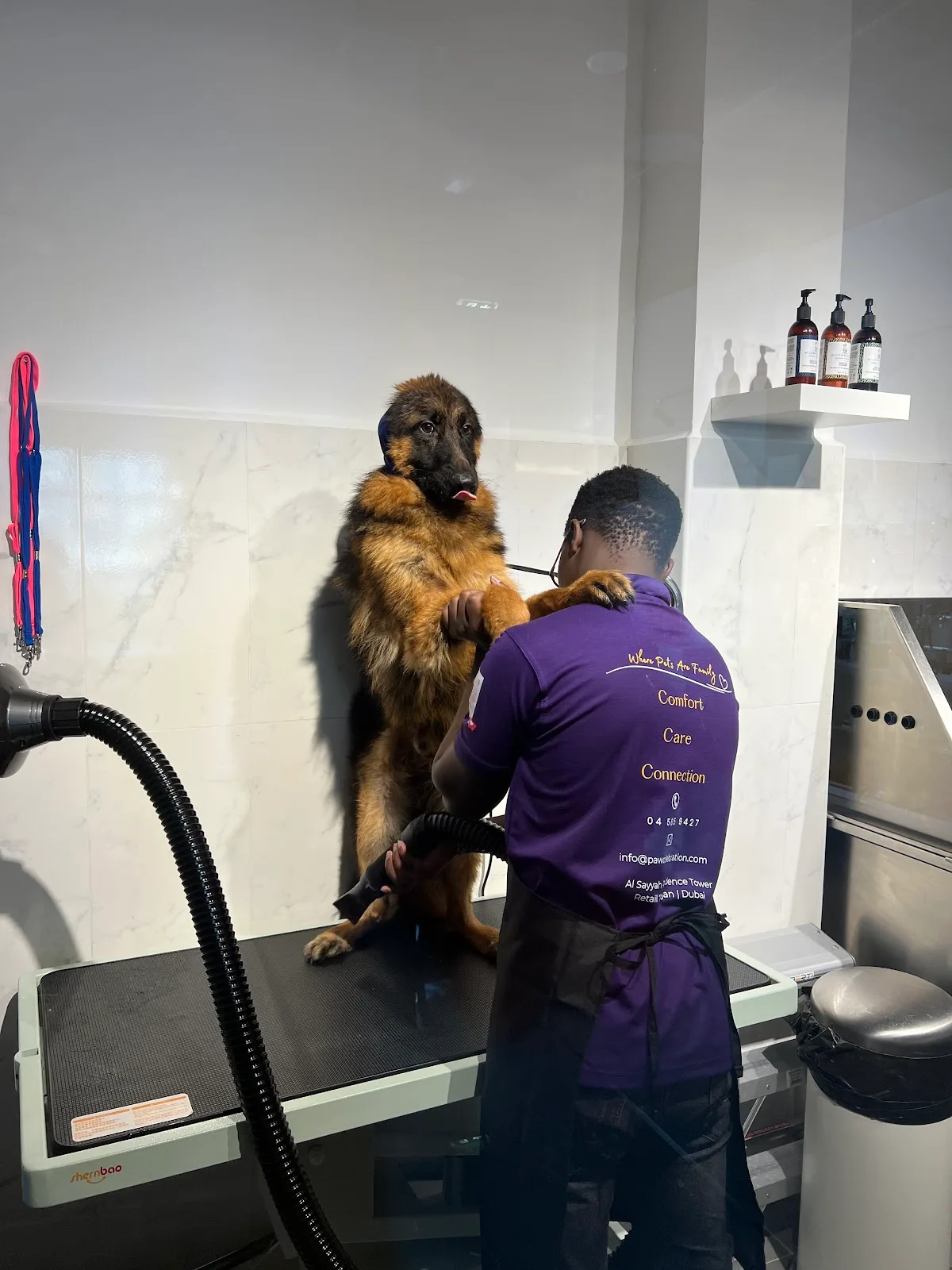 A groomer carefully blow-drying a German shepherd at Paw Celebration