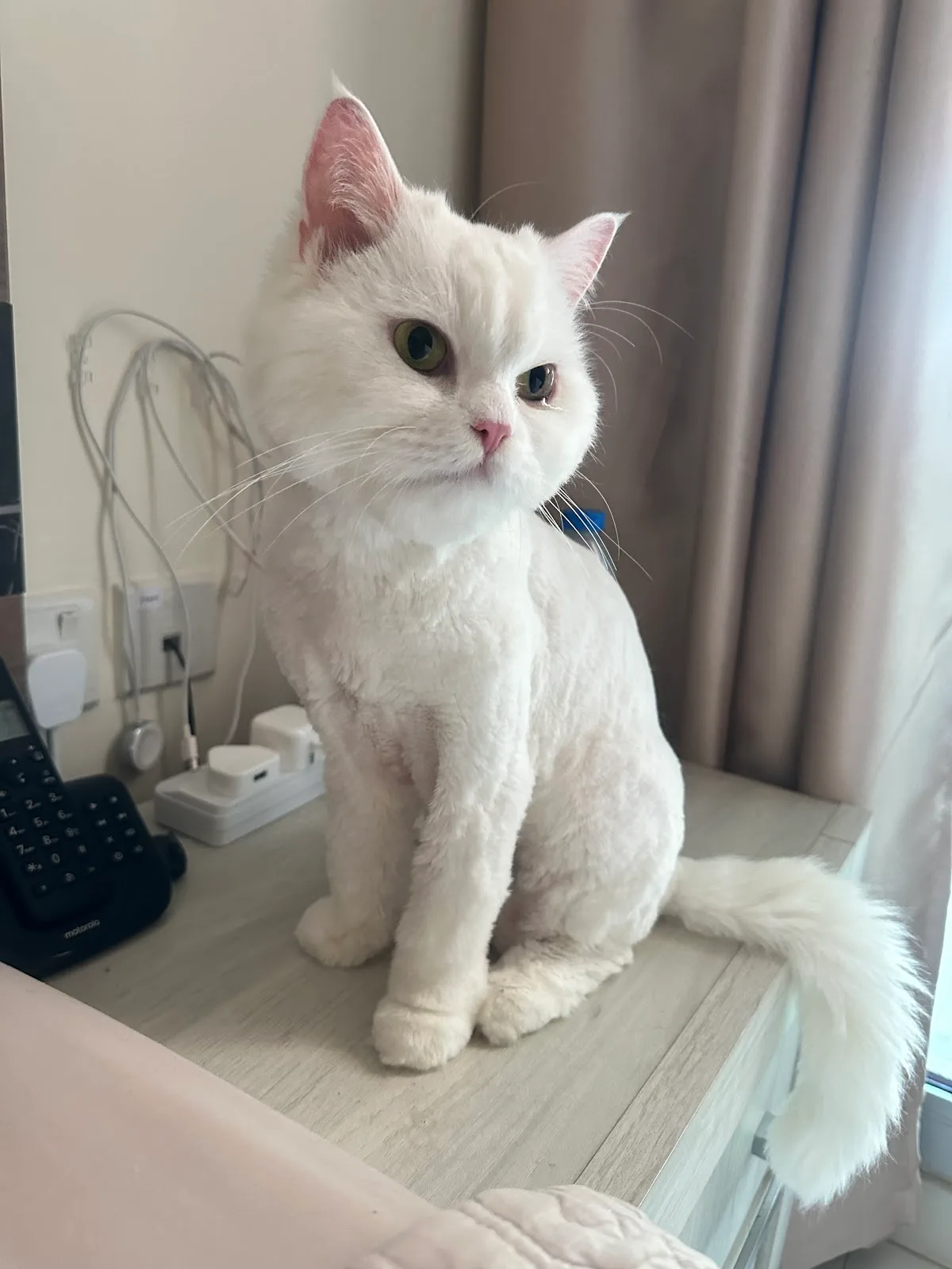 A fluffy white cat looking calm after grooming