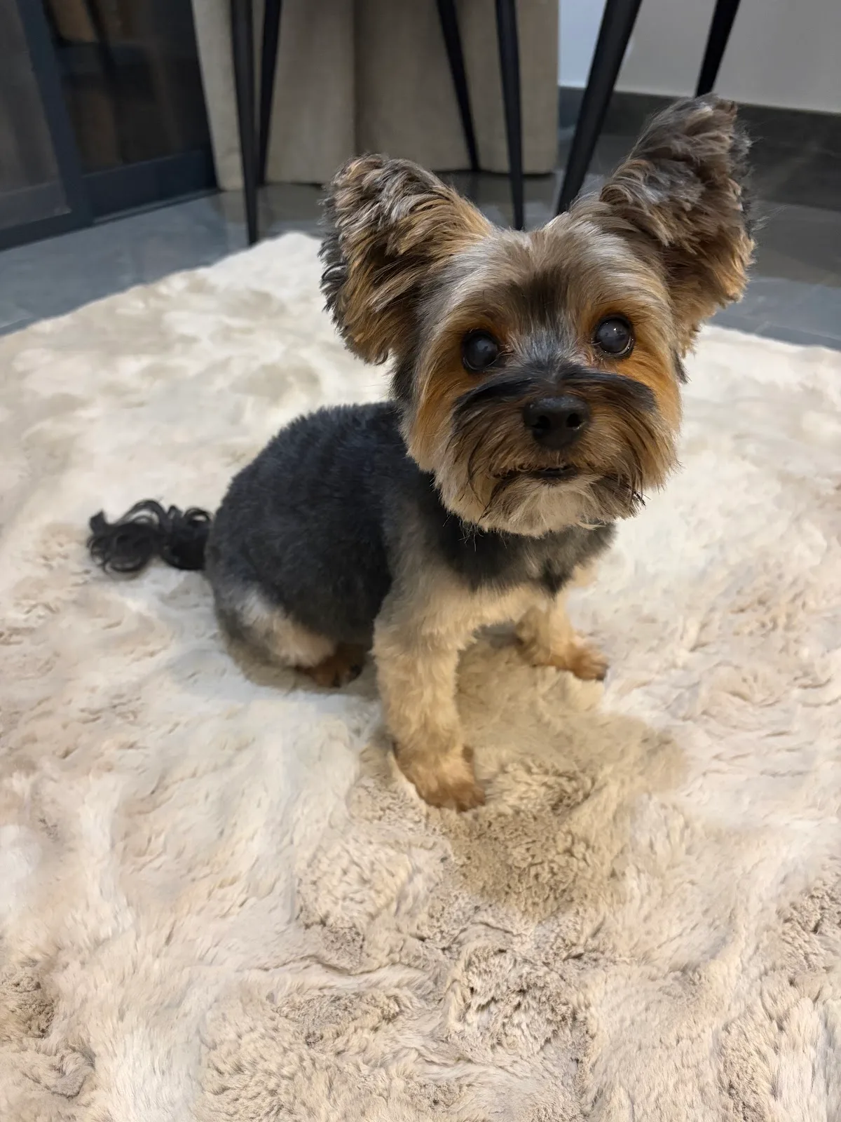 A freshly groomed Yorkshire terrier sitting on a soft rug
