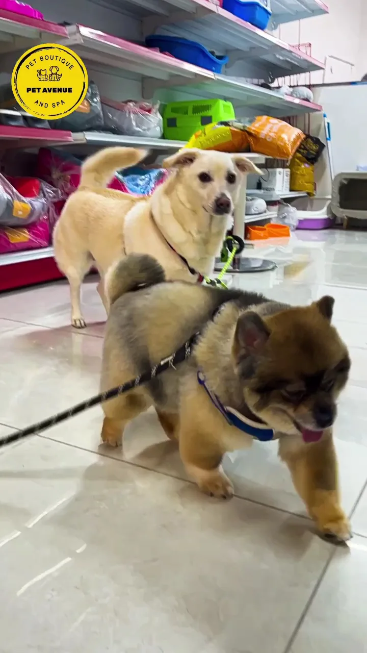 Two dogs on leads being walked inside the store
