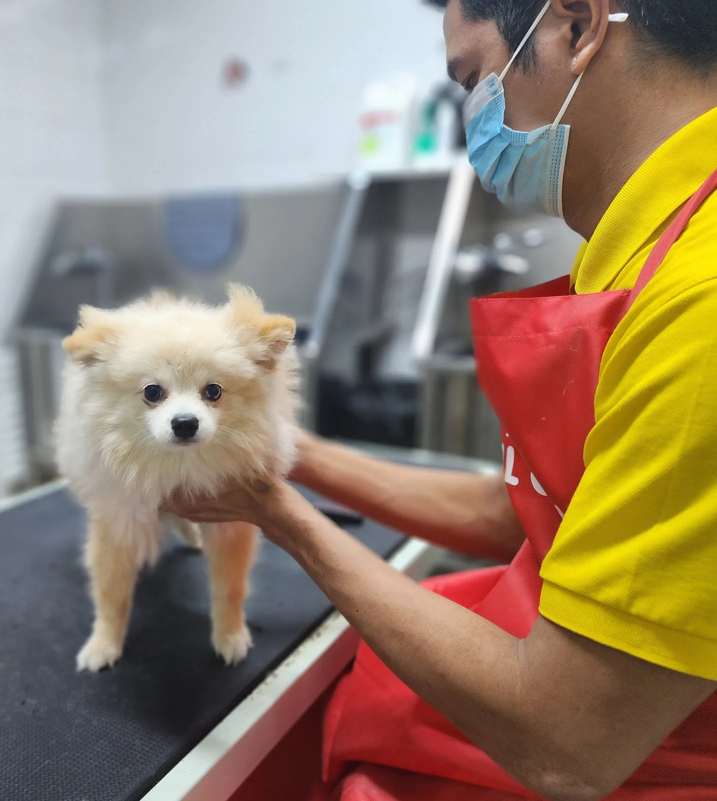 A groomer gently handling a small dog on the grooming table
