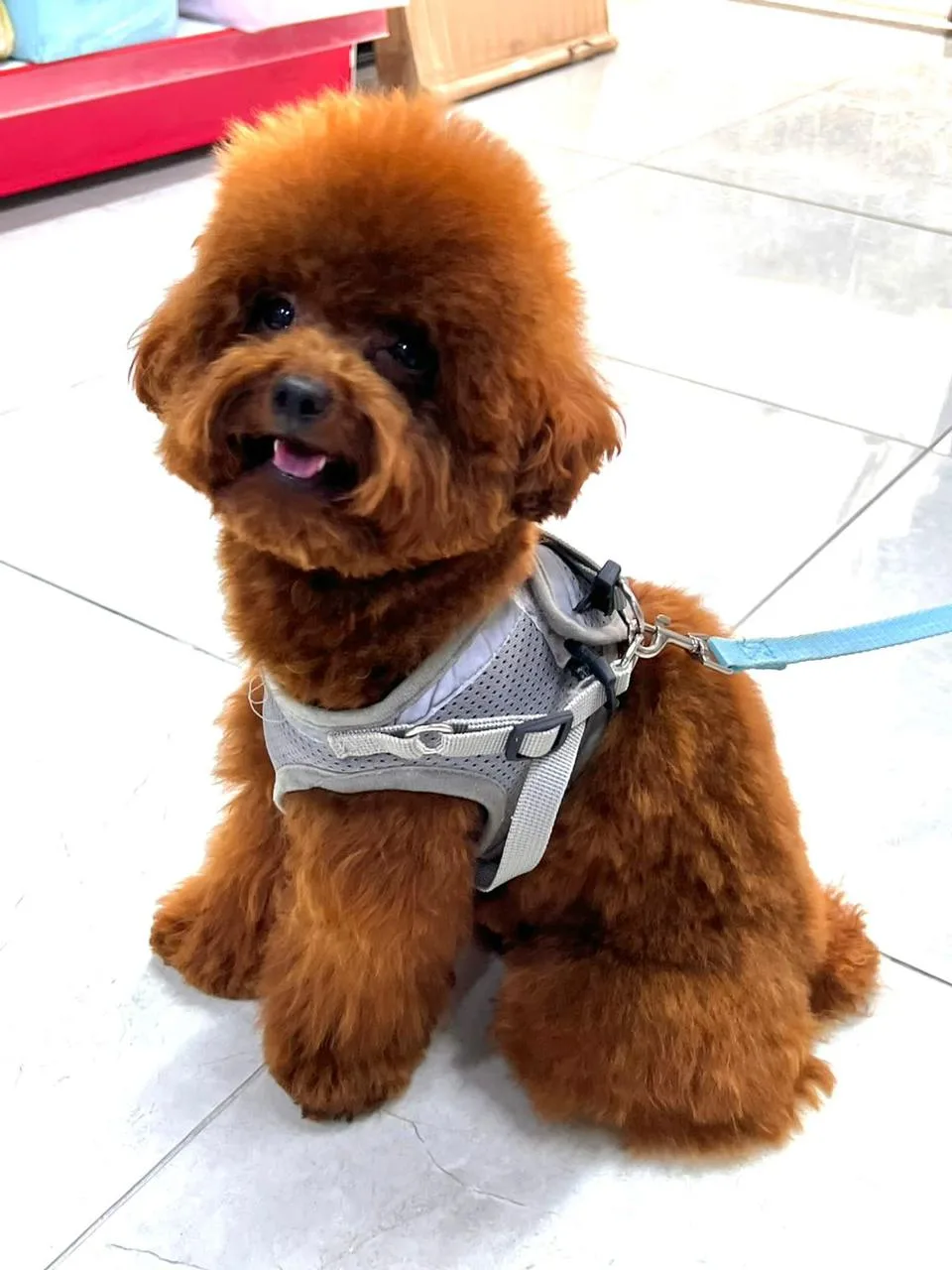 A freshly groomed toy poodle sitting and smiling after a visit to Pet Avenue