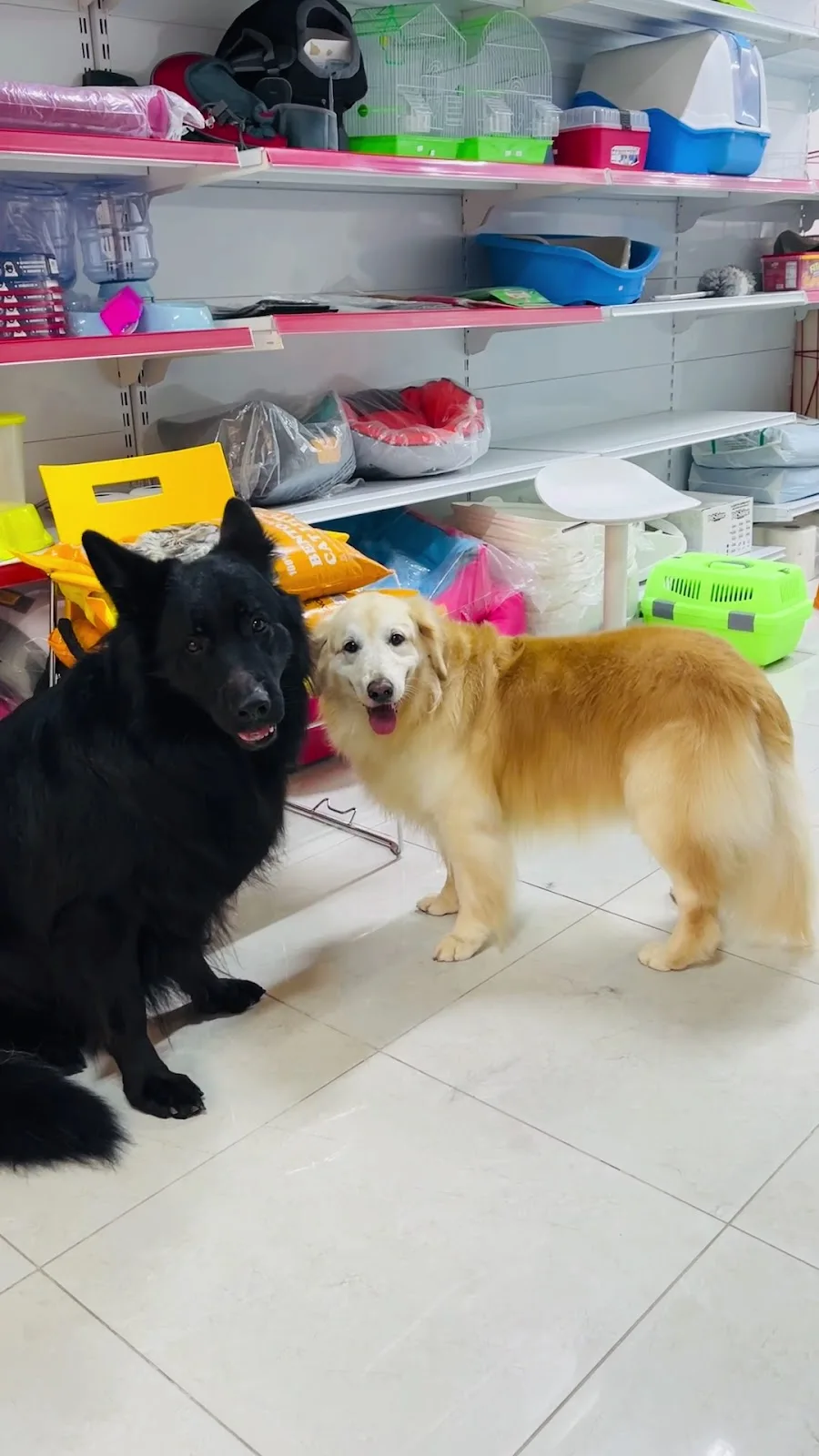Two dogs relaxed together inside the Pet Avenue store